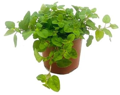Origanum Vulgare | DECOALIVE | Planta Natural | Planta Orégano Aromática
