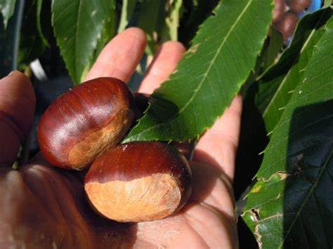 Vivaio Garden Forest Castagno Bouche de Bétizac – Pianta Innestata H 150 cm, Autofertile e Resistente a Cinipe e Cancro Corticale – Frutti Grandi, Simili ai Marroni
