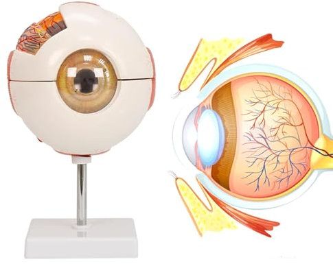 Anatomie Agrandie 6X Eye Globe Display Model pour Support Amovible, Modèle d'oeil Humain d'apprentissage en Classe D'éducation Médicale