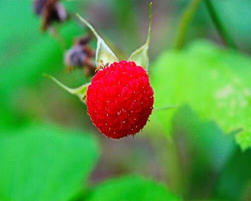 60 graines de fruits de myrtille rouge