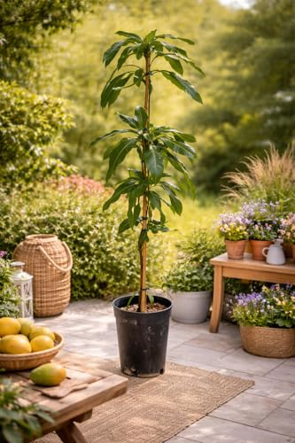 Mangobaum Mangifera indica 'Tommy Atkins' 140-180 cm – Veredelt – Exotische Fruchtpflanze – Ideal für Terrasse & Wintergarten – Pflegeleicht