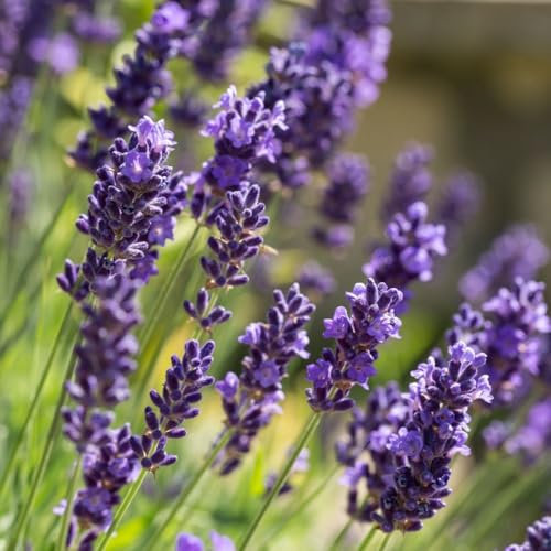 12 x Echter Lavendel – Lavandula angustifolia – Winterharte Duftpflanze im 9x9 cm Topf (0-10 cm Höhe) – Mehrjährig & Bienenfreundlich