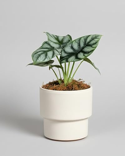 Alocasia Silver Dragon - 12cm Topf x 25cm Höhe, tropische Zimmerpflanze, frische Topfpflanze, grüner Blickfang für Wohnzimmer, Bad, Büro, exotisches Blattmuster, natürliche Zimmerdeko