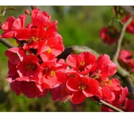 Chaenomeles - Planta arbusto viva de exterior (maceta 19 cm Ø)
