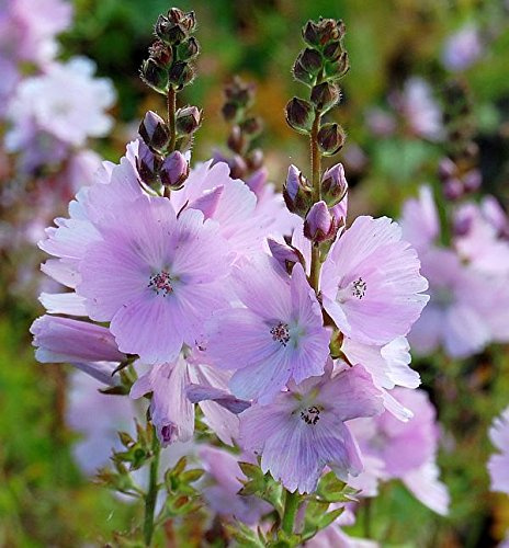 Prärie Malve Elsie Heugh - Sidalcea malviflora - lebende Gartenpflanze aus den Baumschulen