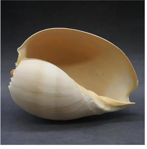 Coquilles de mer Coquilles de mer mixtes, Coquillages for l'artisanat 17-19 cm Coquillage naturel Grand escargot de mer jaune Décoration d'aquarium Aménagement paysager Pot de fleurs succulent Ornemen