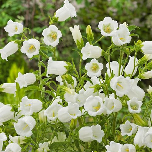 GardenersDream Campanula Jingle White Pianta in Vaso – Affascinante Campanula Bianca da Giardino – Pianta Perenne Resistente per Giardino in Stile Cottage e Aiuole (incl. Vaso 11 cm)