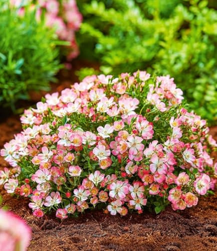 BALDUR Garten 6x Alpin-Rose Cutie Pie®, Pflanzen im 9x9 cm-Topf, winterhart, wintergrün, kleine, stark duftende Rose, niedrig und kompakt, blühend, bienenfreundlich, rosa