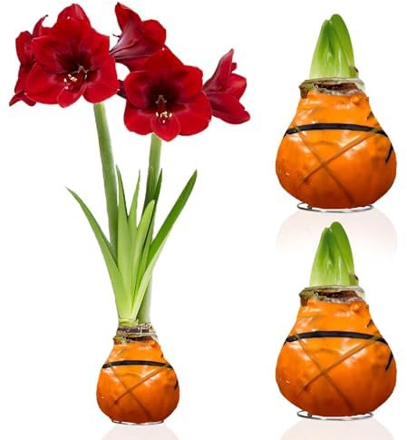 Amaryllis in Wachs Striped Orange - 2 Wachsamaryllis Blumenzwiebeln | Wax Amaryllis Zwiebel in Großformat 28/30, Exklusive Echte Pflanzen aus Holland, Hippeastrum (keine Samen, nicht künstlich)