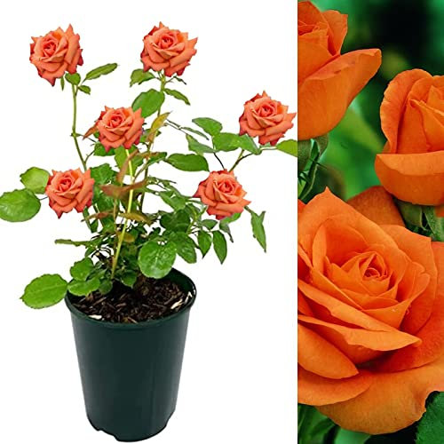 Rose Bush Orange Sensation - Floribunda Orange Rose Bush for The Garden in a 3 Litre Pot (1 Plant)