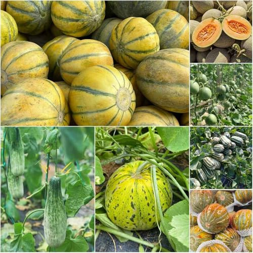 zuckermelone - exotische bio balkon deko obstbäume topfpflanzen gartenpflanzen obstbaum steingartenpflanzen winterhart winterharte stauden pflanzensamen 160samen