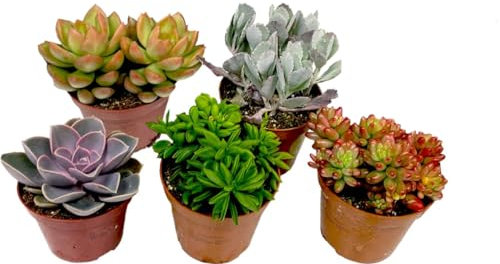 Cinco Crassas Naturales Plantas Suculentas Ideales para Principiantes