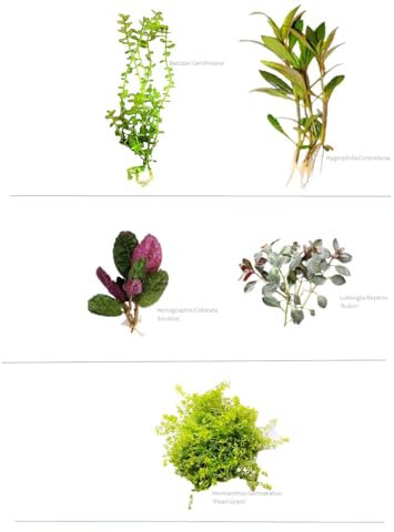 Floratica Super Mix Bundle V1 80Lt Live Aquarium Plants Tropical Fish Tank Shrimp Safe Snail Free