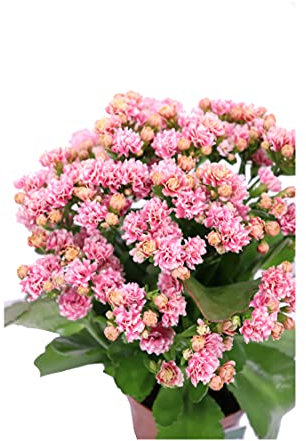 Pianta di Calandiva o Kalanchoe Blossfeldiana pianta succulenta ornamentale da arredo interno Pianta vera da fiore venduta da eGarden.store (Rosa v.7 cm)