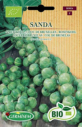 Germisem Rosenkohl SANDA, ECBIO3024
