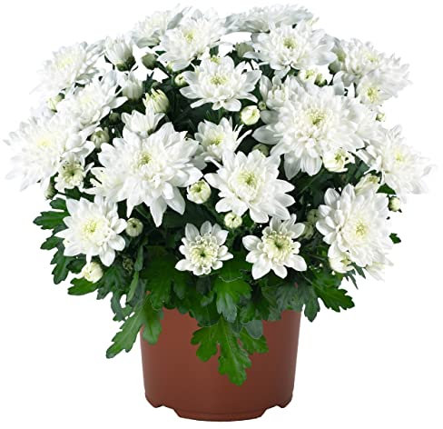 DECOALIVE Crisantemo Flores Blancas Chrysanthemum Blanco Flor Natural