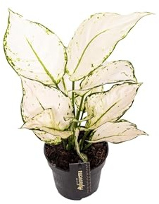 Aglaonema White Joy - 25-35cm - Ø12cm - Planta de interior