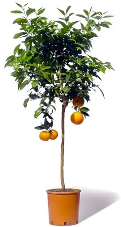Beija-flores - Oranger New Hall Large H-70/110 CM