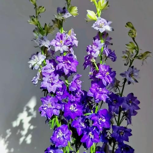 rittersporn, delphinium balkon, topfpflanzen draußen winterhart steingartenpflanzen blumenwiese mehrjährig, herbst deko 150samen