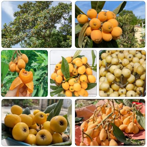 níspero de interior jardín del balcón semillas de resistentes para jardines rocas comprar bonsáis columnar jardín 20pcs