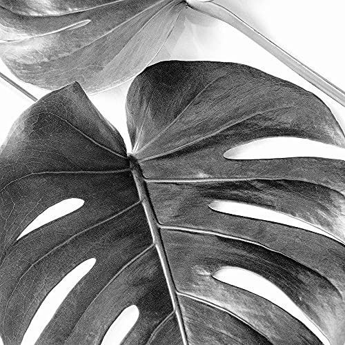 ArtExpert Monstera Leaves by Urban Epiphany - 12x12 Art Print Poster