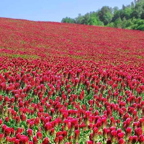 Organic Crimson Clover Seeds - 5 lb Bulk ~232,000 Seeds - Legume Clover Seeds for Cover Crops, Wildlife Forage, Pasture, Hay, Pollinator Attractant, Green Manure, & More - Clover Seeds for Planting