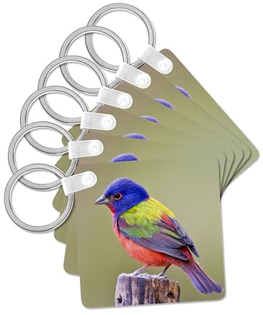 3dRose, Painted Bunting male bird perched - US44 LDI1047 - Larry Ditto, set of 2 Key Chains