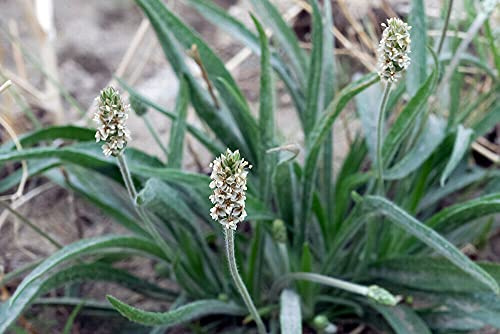 50 Seeds Psyllium Plantago Ovata Blonde Plantain Seeds ONLY