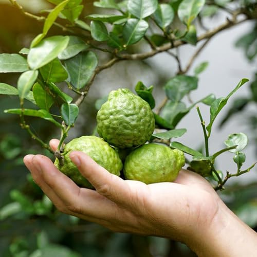 tilo Cultivo de verdes, de interior, limas limas Comprar orgánicos jardín resistentes interior lugares soleados Balcón exótico a prueba 100semillas