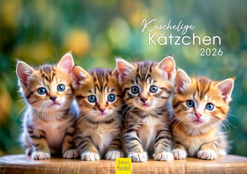 Edition Seidel Premium Kalender Kuschelige Kätzchen 2026 Format DIN A3 Wandkalender Katzenkalender Haustiere Kätzchen Katze Kater Kitten