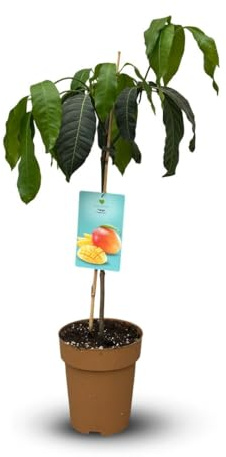 Attitude Jardin - Manguier - mangifera indica - arbre fruitier exotique - 90-100 cm - ⌀ 22 cm