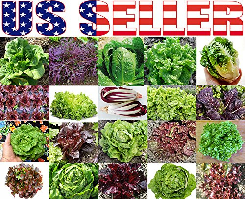 1000 Lettuce Mix Seeds This is A Mix 20 Varieties Seeds Heirloom Non-GMO, Seeds are not Individually Packaged, Lactuca Sativa, US Grown