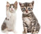 Kit image de fenêtre bébé chat I curiosité I réaliste grand I imprimé des deux côtés I autocollant pour fenêtre I adhésif statique I protection des oiseaux I autocollant repositionnable I dv950