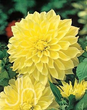 Votaniki Kelvin Floodlight Dahlia Bulbs for Planting - Kelvin Floodlight Bulb Flower Bulbs Dahlia Live Outdoor Plants and Flowers Bulbs - Set of 2 Bulbs Yellow Dahlia Tubers Dahlias Flowers