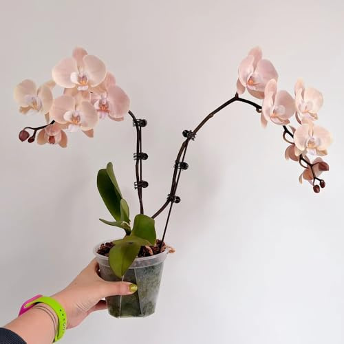 semillas de orquídeas phalaenopsis - orquídeas - variedades antiguas, phalaenopsis de balcón resistentes, para balcón 10pcs