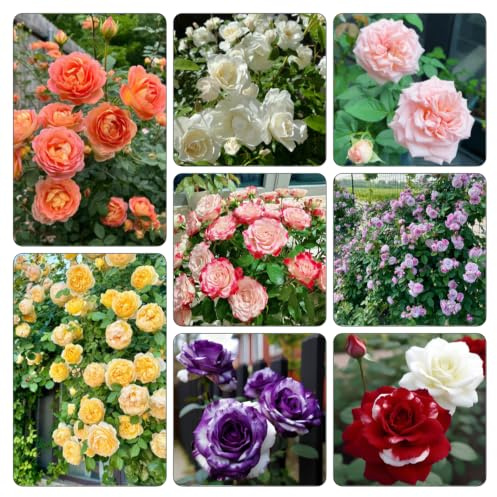 rosa jardín rosales trepadores jardín balcón 10bulbos