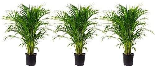 Set di 3 palme da frutta dorate – Areca Dypsis Lutescens – altezza ca. 100 cm, diametro vaso 21 cm