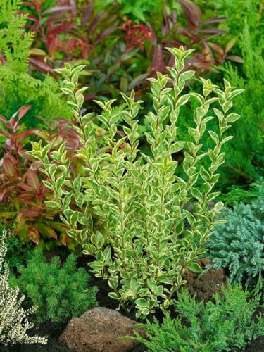 Ligustrum ovalifolium 'Argenteum' 40 cm Stammhöhe – Winterhart Mehrjährig Pflegeleicht – Weißbunter Liguster – Heckenpflanze für Garten & Sichtschutz