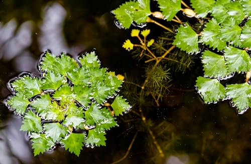 Lincolnshire Pond Plants Ltd 5 Trapa Natans for Pond, Floating Plant Against Algae