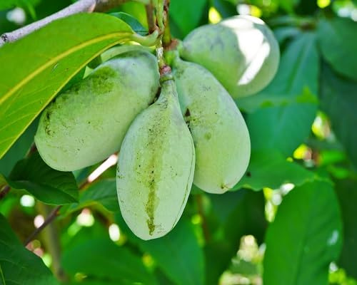 60 graines de fruits verts Asiminia Triloba