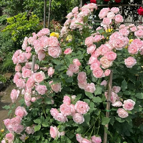kletterrosen winterhart duftend - balkon mehrjährig rosenbaum hochbeet 450samen