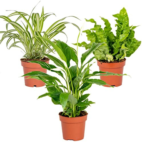 Lot de 3 - Mélange pour la salle de bain – Spathiphyllum, Asplenium, Chlorophytum – Dépolluantes – ⌀12 cm - 25-45 cm