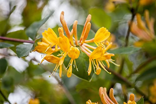 Tellmanns Geißblatt Lonicera tellmanniana 80-100 cm winterhart | Duftende Blüten, ideal für Rankgitter und Zaun, sonnig bis halbschattig, bienenfreundlich, robust