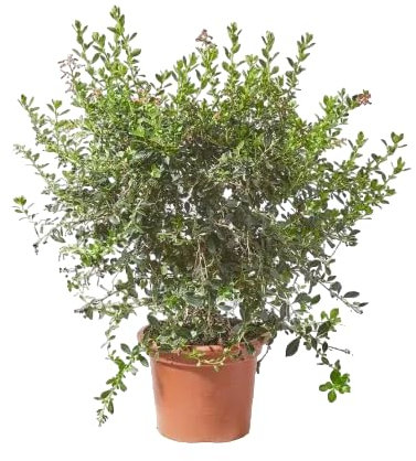 Verdecora Escalonia en maceta de 10L | Escallonia | Arbusto de Exterior con Hojas Brillantes y Flores Rosadas | Ideal para Setos, Bordes y Jardines