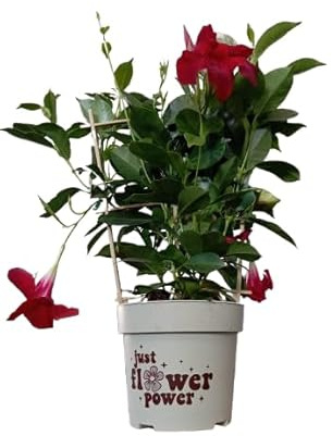 Dipladenia Roja en Maceta Planta Natural para Exterior con Floración Abundante