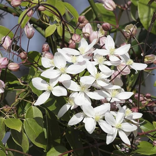 Clematite - Clematis Montana Grandiflora 70cm - Plante En Pot - Floraison Printemps - Couleur de la Fleur - Hauteur 6 à 8m