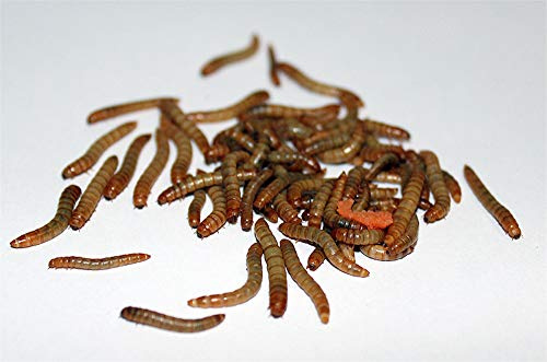 1 kg Mehlwürmer lebend für Reptilien, Vögel, Nager, Angelköder, Igel