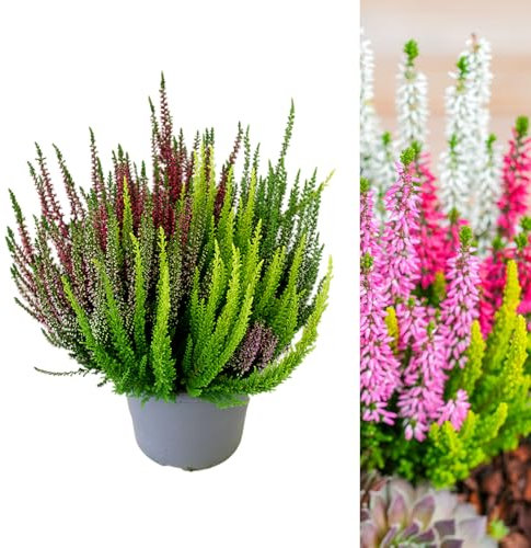 Carbeth Plants - Calluna Heather Plant Beauty Ladies High Five Colours in 17cm Pot - Evergreen Garden Erica Plants Autumn Winter Hardy Perennial Shrub