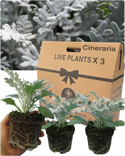 Large Cineraria Plants Garden Ready – 3 Pink Colour Flowers. Eco-Friendly & Fresh, Autumn & Winter Planting. Well Established Roots. 10.5cm Potted Size. for Pots, Hanging Baskets, Patio & Bedding