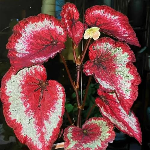 begonien hochbeete für garten büropflanzen kräuterbeet kräutersamen heilkräuter winterharte stauden mehrjährig winterharte kübelpflanzen balkon deko balkongarten kräuterbeet indoor 300samen